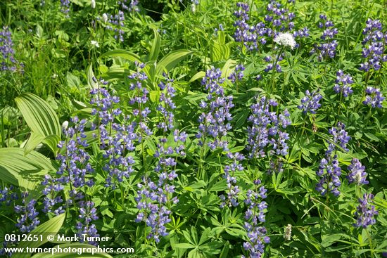 Lupinus latifolius; Veratrum viride; Valeriana sitchensis