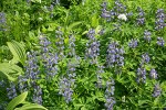 Broadleaf Lupines & Corn Lily foliage w/ Sitka Valerian