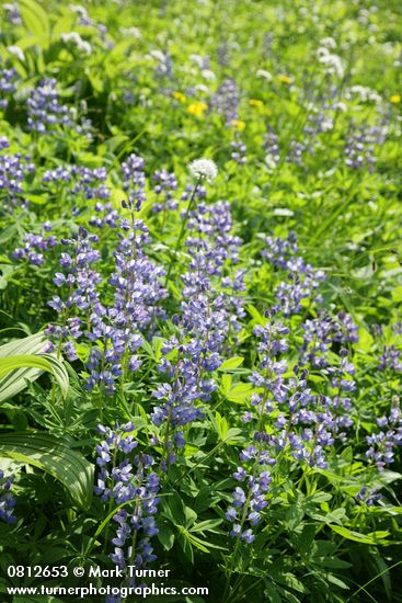 Lupinus latifolius; Valeriana sitchensis