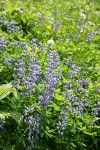 Broadleaf Lupines, backlit w/ Sitka Valerian soft bkgnd