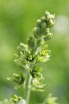 Green Corn Lily blossoms & buds