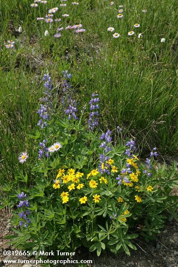 Arnica latifolia; Lupinus latifolius; Erigeron peregrinus