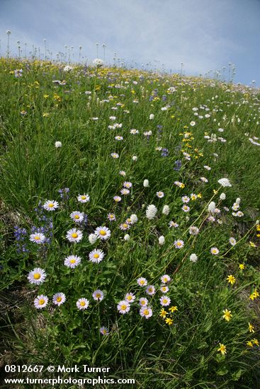 Erigeron peregrinus; Polygonum bistortoides; Lupinus latifolius; Arnica latifolia