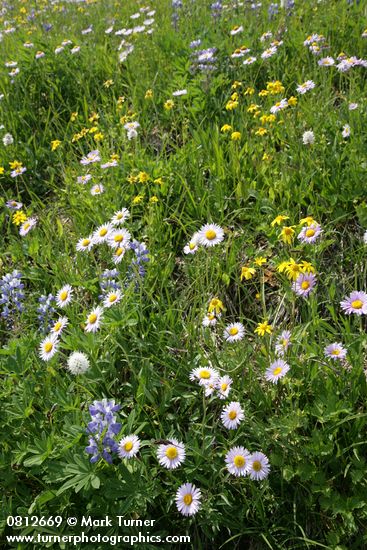 Erigeron peregrinus; Polygonum bistortoides; Lupinus latifolius; Arnica latifolia