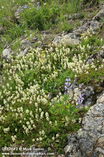 Luetkea pectinata; Lupinus latifolius