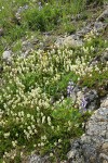 Partridgefoot, Broadleaf Lupines among lichen-covered rocks