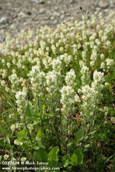 Castilleja parviflora