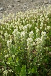 Small-flowered Paintbrush w/ Partridgefoot soft bkgnd