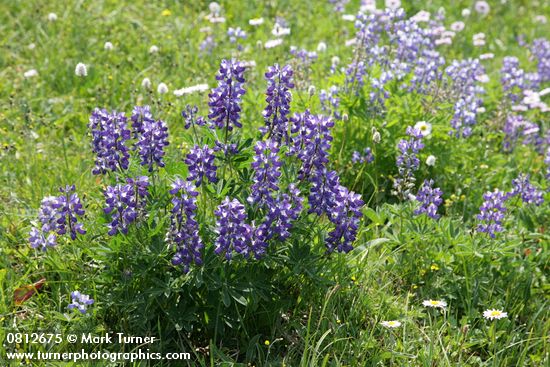 Lupinus latifolius