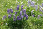 Broadleaf Lupines, backlit