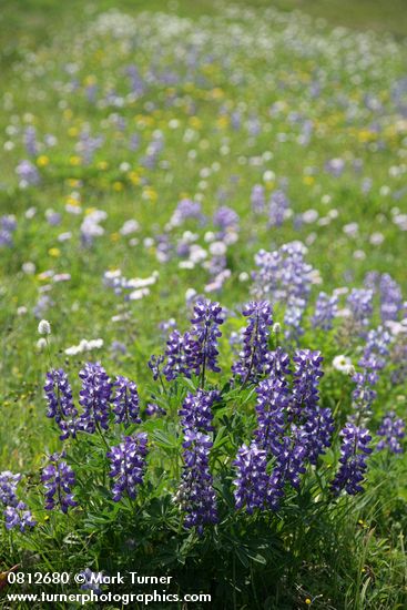 Lupinus latifolius