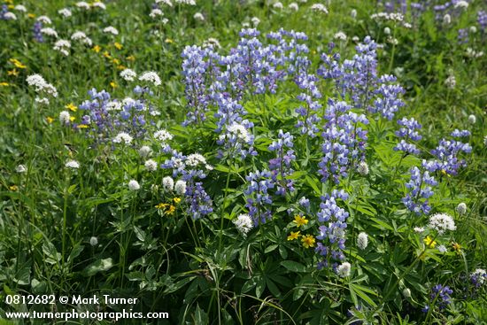 Lupinus latifolius; Polygonum bistortoides; Valeriana sitchensis