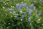 Broadleaf Lupines w/ American Bistort & Sitka Valerian