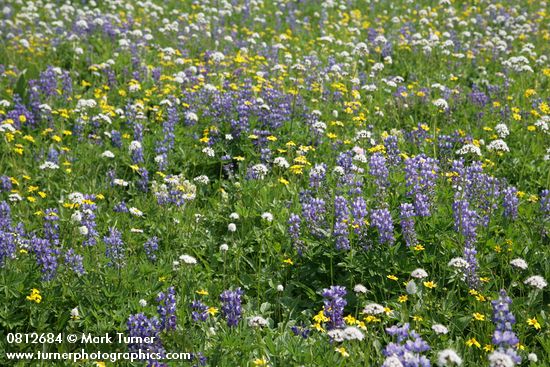 Lupinus latifolius; Polygonum bistortoides; Valeriana sitchensis; Arnica latifolia