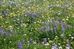 Broadleaf Lupines w/ American Bistort, Sitka Valerian, Mountain Arnica