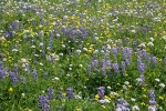 Broadleaf Lupines w/ American Bistort, Sitka Valerian, Mountain Arnica