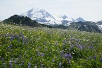 Broadleaf Lupines w/ American Bistort, Sitka Valerian, Mountain Arnica in meadow w/ Mt. Baker bkgnd