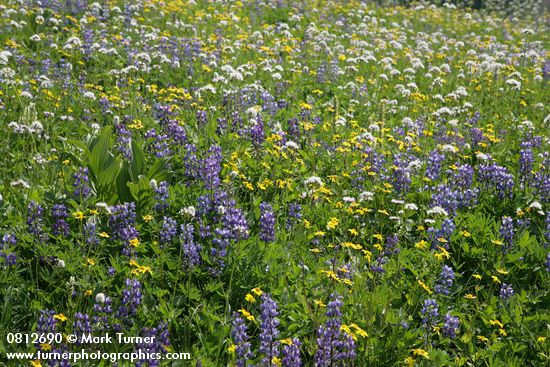 Lupinus latifolius; Polygonum bistortoides; Valeriana sitchensis; Arnica latifolia