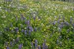 Broadleaf Lupines w/ American Bistort, Sitka Valerian, Mountain Arnica in meadow