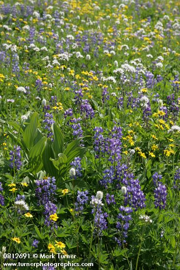 Lupinus latifolius; Veratrum viride; Polygonum bistortoides; Valeriana sitchensis; Arnica latifolia