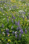 Broadleaf Lupines w/ Green Corn Lily foliage, American Bistort, Sitka Valerian, Mountain Arnica