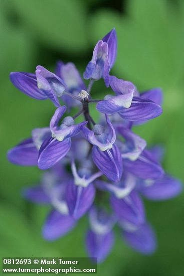 Lupinus latifolius
