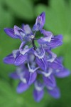 Broadleaf Lupine blossoms detail fr above