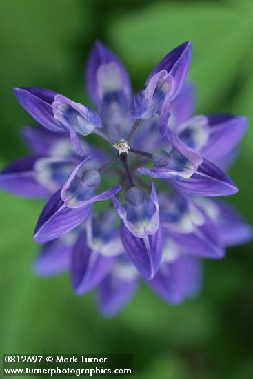 Lupinus latifolius