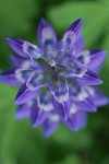 Broadleaf Lupine blossoms detail fr above