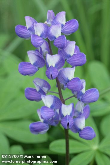 Lupinus latifolius