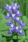 Broadleaf Lupine blossoms