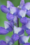 Broadleaf Lupine blossoms detail