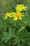 Mountain Arnica blossoms