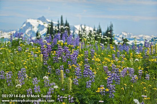 Lupinus latifolius; Pedicularis bracteosa; Valeriana sitchensis; Arnica latifolia