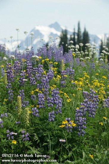 Lupinus latifolius; Pedicularis bracteosa; Valeriana sitchensis; Arnica latifolia