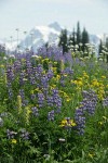 Broadleaf Lupines w/ Bracted Lousewort, Sitka Valerian, Mountain Arnica in meadow w/ Mt. Shuksan soft bkgnd