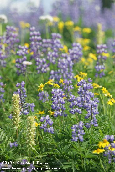 Lupinus latifolius; Pedicularis bracteosa; Arnica latifolia