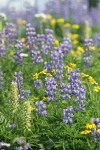 Broadleaf Lupines w/ Bracted Lousewort, Mountain Arnica