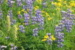 Broadleaf Lupines w/ Bracted Lousewort, Mountain Arnica