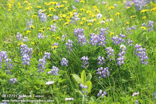 Lupinus latifolius; Arnica latifolia