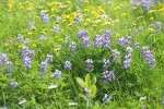 Broadleaf Lupines w/ Mountain Arnica