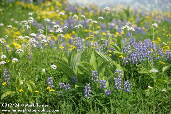Lupinus latifolius; Veratrum viride; Valeriana sitchensis
