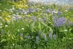 Broadleaf Lupines w/ Green Corn Lily foliage, Sitka Valerian