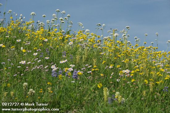 Arnica latifolia; Valeriana sitchensis; Erigeron peregrinus