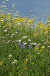 Wandering Daisies, Broadleaf Lupines in meadow w/ Mountain Arnica, Sitka Valerian soft bkgnd
