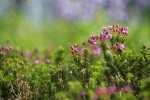 Pink Heather