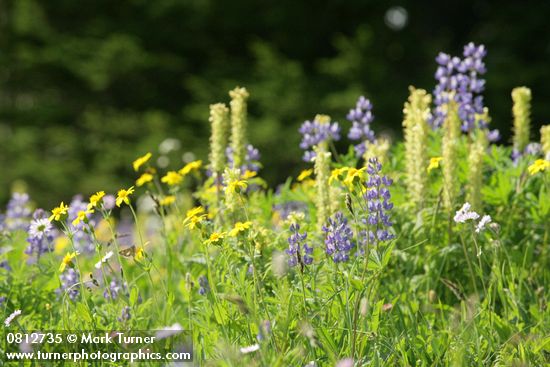 Arnica latifolia; Lupinus latifolius; Pedicularis bracteosa