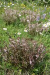 Sickletop Lousewort