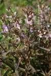 Sickletop Lousewort