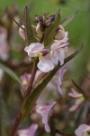Sickletop Lousewort blossoms & foliage